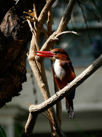 Close-up of bird perching on branch