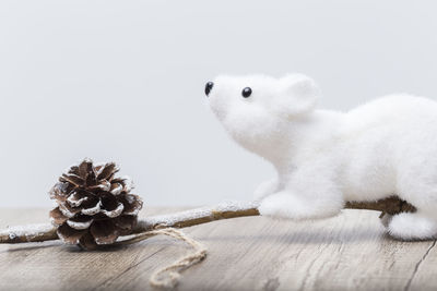 Close-up of a rabbit on table