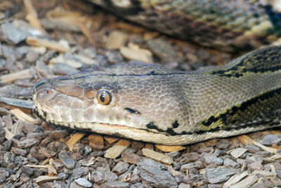 Close-up of lizard on land