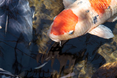 Close-up of koi fish in water