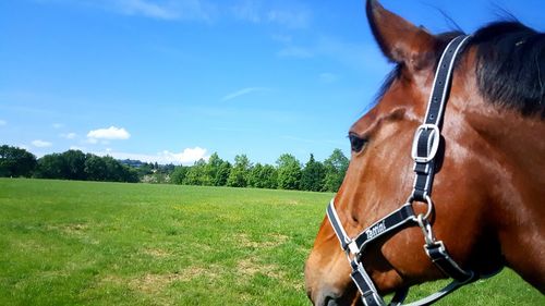 Close-up of horse on field against sky