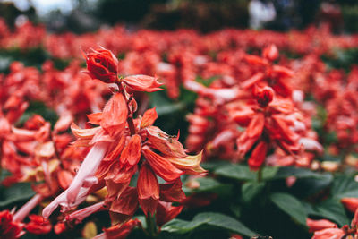 Close-up of red flowering plant