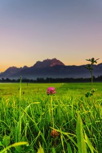 Close-up of flowering plant on field against sky