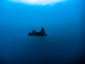 Man swimming in sea