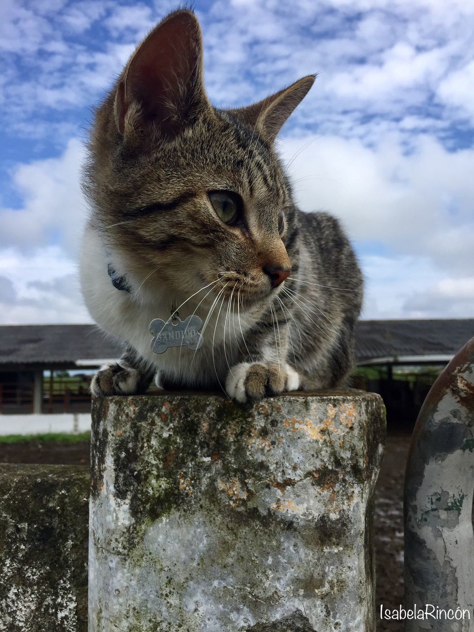 sky, one animal, animal themes, cloud - sky, domestic animals, mammal, domestic cat, pets, no people, nature, outdoors, water, day, close-up