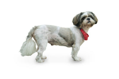 Portrait of a dog over white background