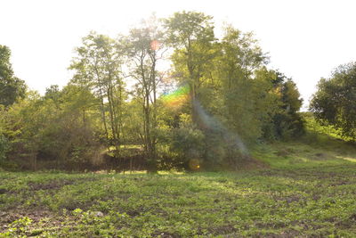 Trees on field against sky