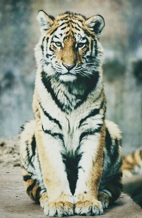 animal themes, focus on foreground, one animal, close-up, animals in the wild, mammal, animal markings, day, outdoors, wildlife, nature, relaxation, no people, natural pattern, sitting, tiger, wood - material, whisker, sunlight, portrait
