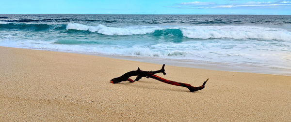 Full length of a horse on beach