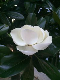 Close-up of white flowering plant