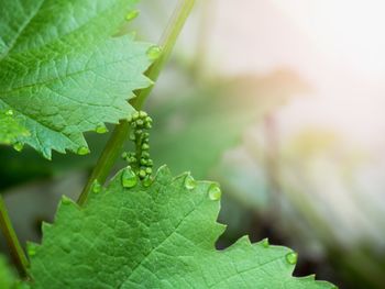 Group of young wine grapes hidden between fresh green leaves in spring