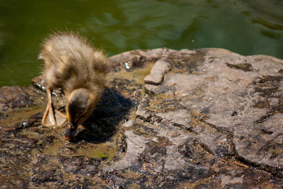High angle view of a duckling in lake