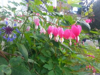 Close-up of pink flowers