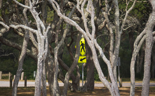 Trees growing in forest