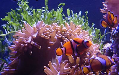 Close-up of clown fish swimming at aquarium