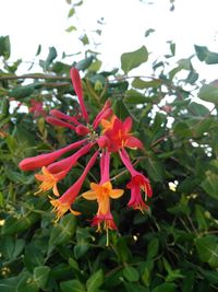 Close-up of red flowers