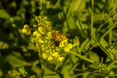 Close-up of insect on yellow flower