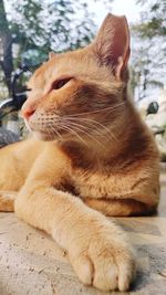 Close-up of a cat looking away