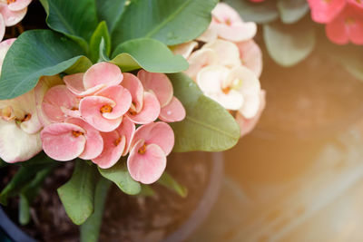 Close-up of pink rose flower