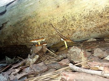 High angle view of crab on rock