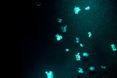 Low angle view of jellyfish swimming in water at night