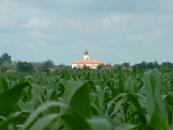 Crops growing on farm against sky