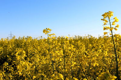 Scenic view of oilseed rape field against clear sky