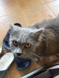 Close-up portrait of cat