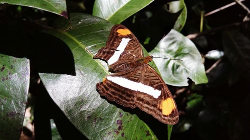 Close-up of butterfly on leaves