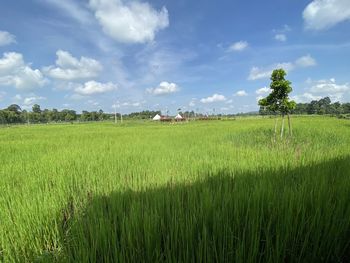 Scenic view of agricultural field against sky