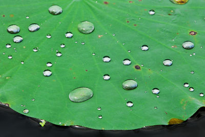 High angle view of raindrops on green leaf