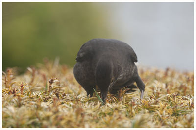 View of a bird on field