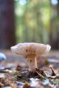 Close-up of fly agaric mushroom
