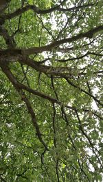 Low angle view of trees