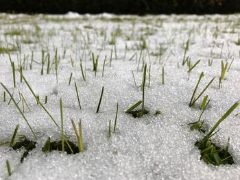 Close-up of snow on field