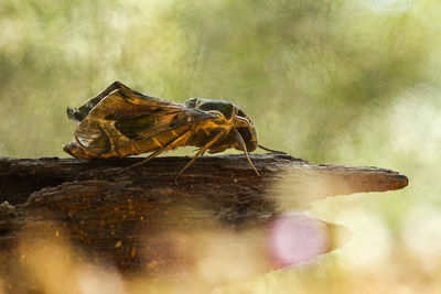 Close-up of grasshopper on rock