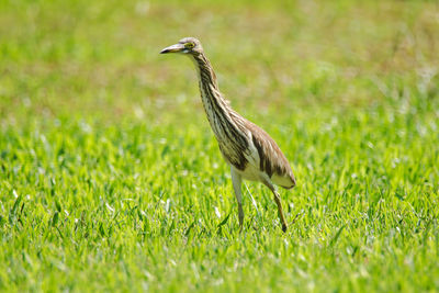 Close-up of a bird on grass