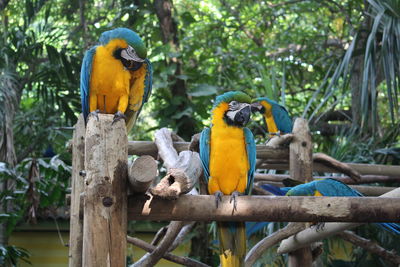 View of birds perching on tree