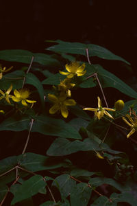 Close-up of yellow flowering plant