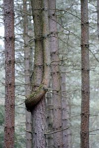 Close-up of tree trunk in forest