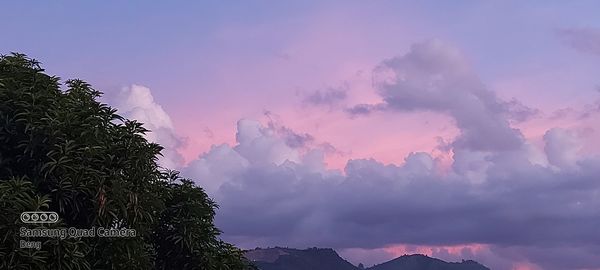 Low angle view of silhouette trees against sky during sunset