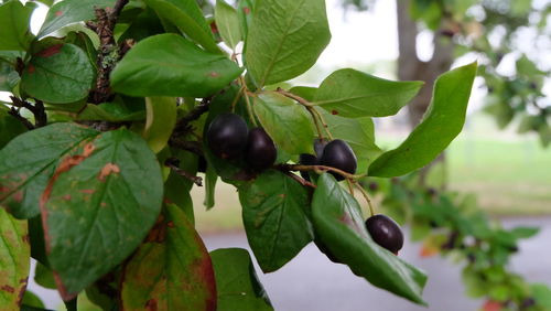 Close-up of fruits growing on tree