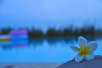 White frangipani by swimming pool during sunrise