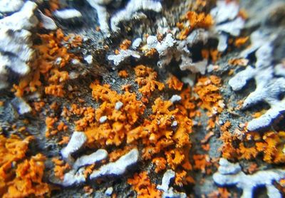 Full frame shot of autumn leaves