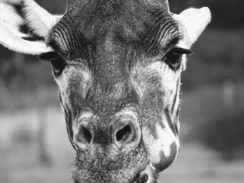 Close-up of a giraffe