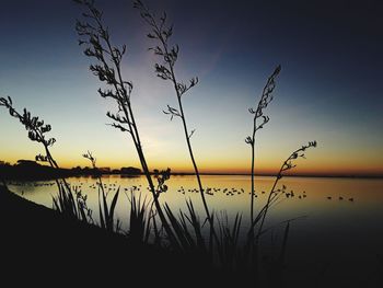 Silhouette plants by lake against sky during sunset