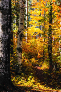 Trees in forest