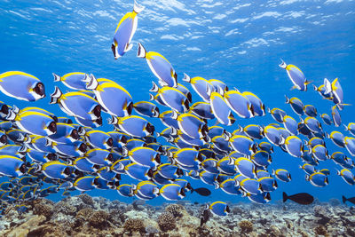 Fishes swimming in sea