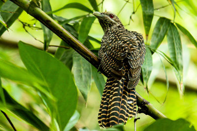 Close-up of a bird perching on branch