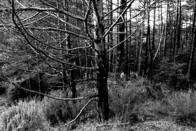 Bare trees on grassy field